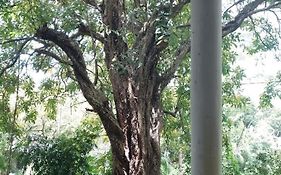 Kon Tree Shade